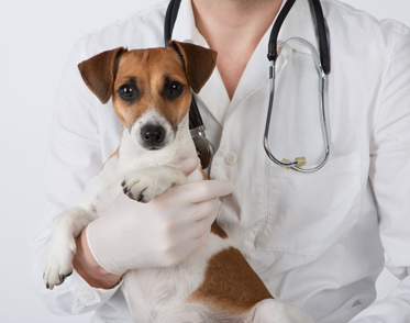 Extern and Mentorship Programs