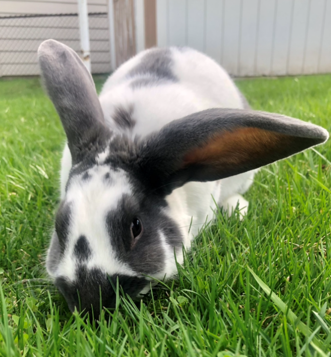 Skunk, a rabbit who ate avocado