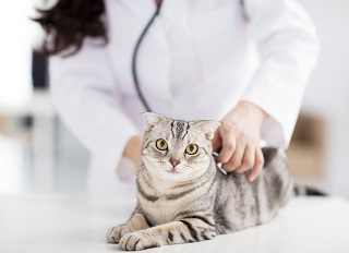 austin texas veterinarians emergency dermatology