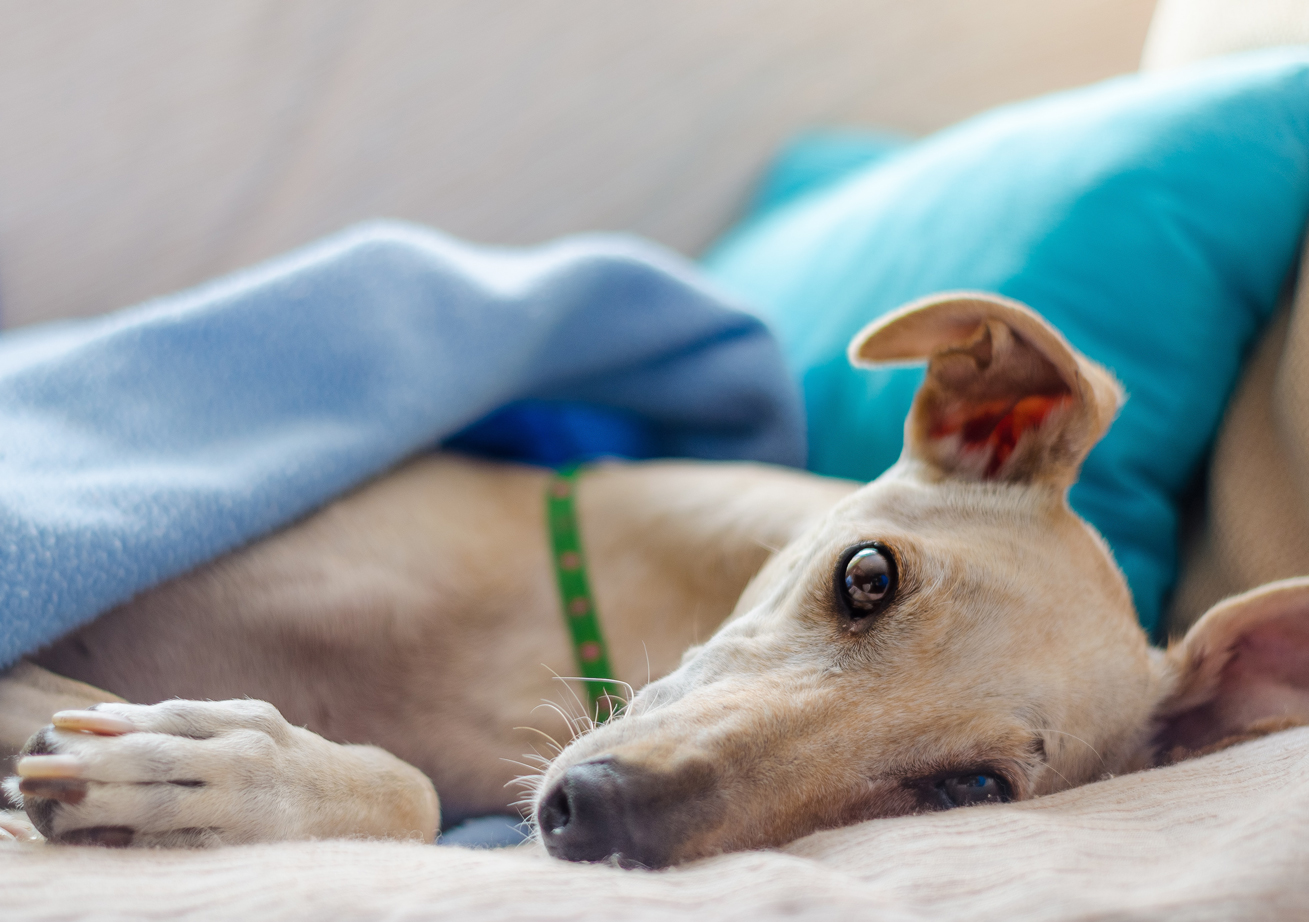 austin texas veterinarians emergency surgery