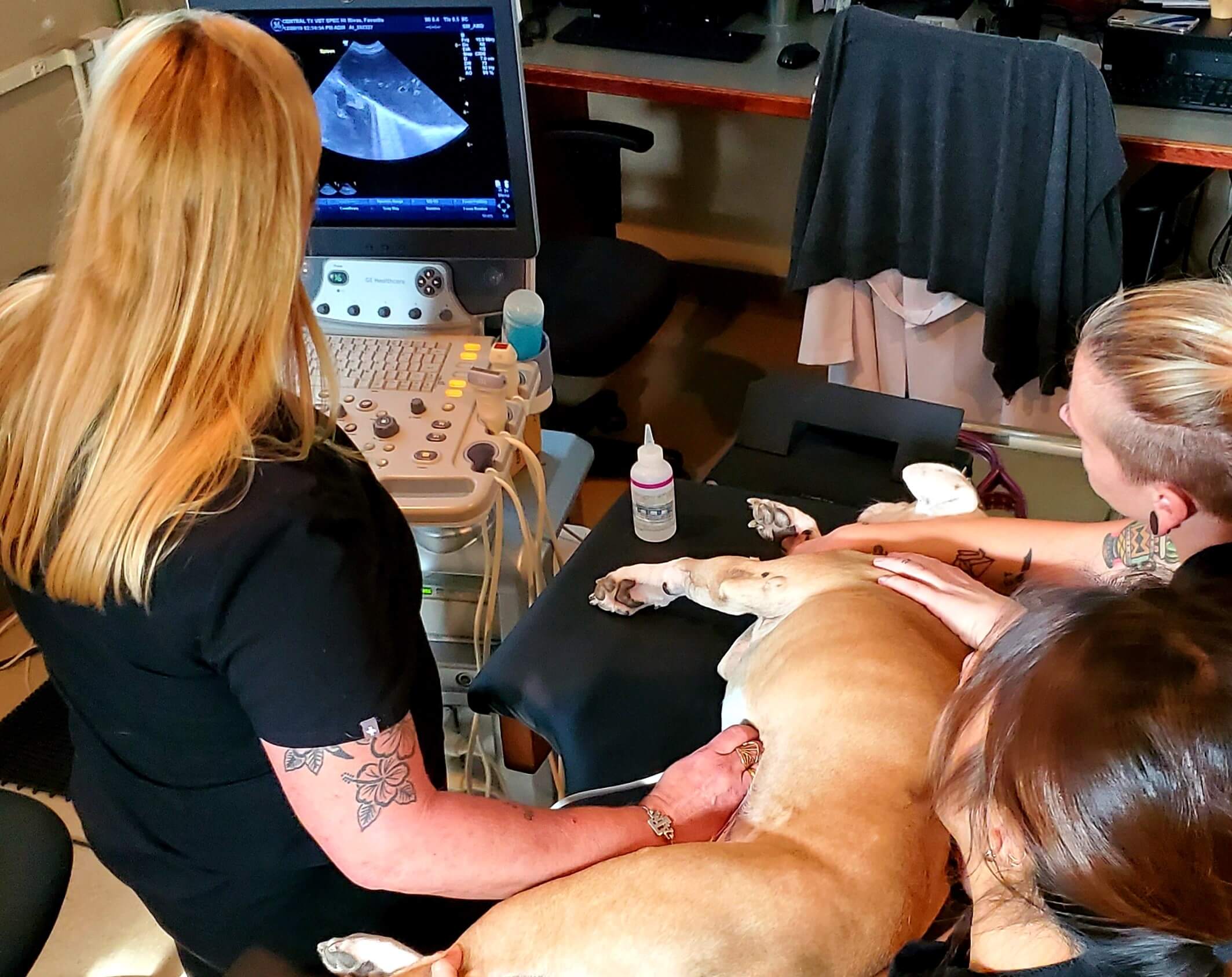 austin texas veterinarians emergency surgery