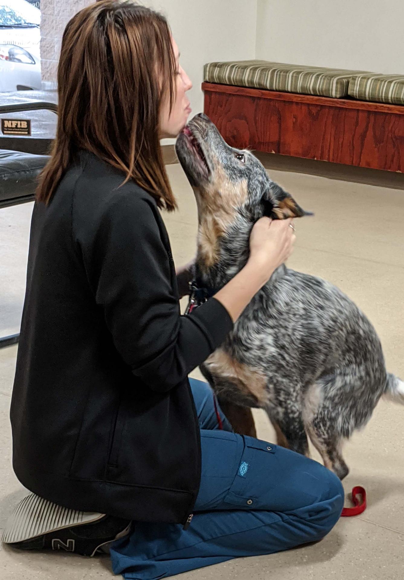 austin texas veterinarians emergency surgery